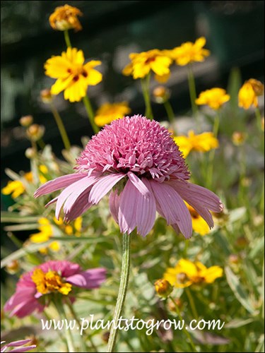 A double because of the disk flowers in the center.